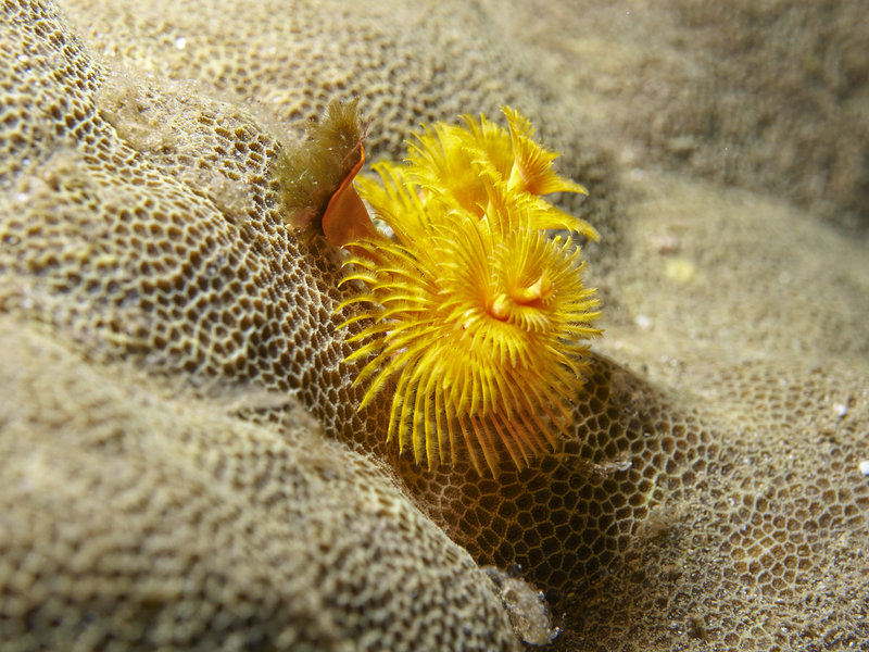 Christmas Tree Worm, St. Christopher
        Wreck